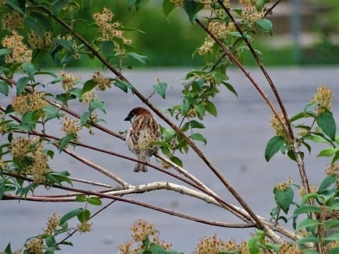 World Sparrow Day