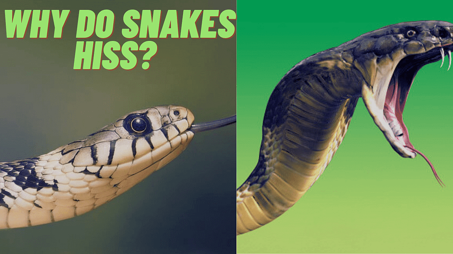 Why Do Snakes Hiss? Understanding the Reasons Behind this Behaviour